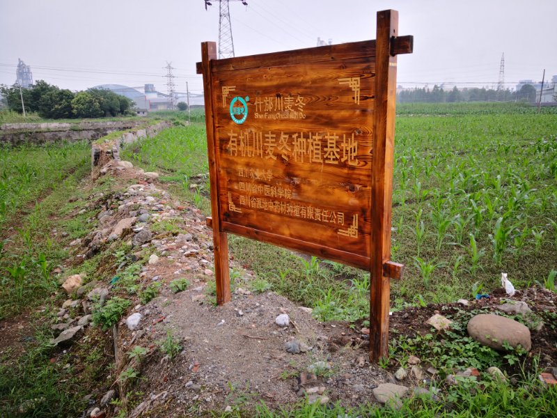四川麦冬种植地