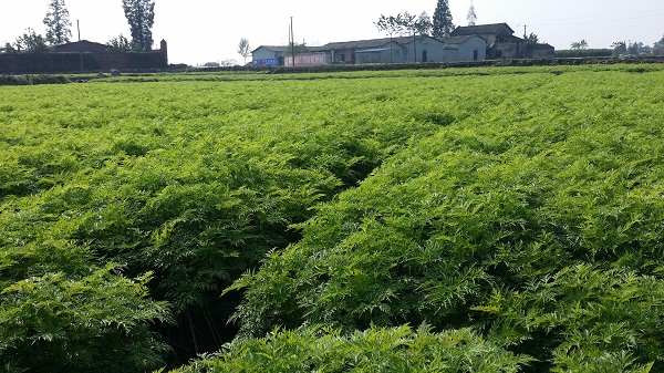四川川芎种植基地
