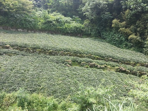 四川省源地中药材种植有限责任公司种植基地