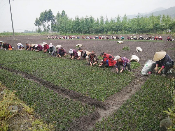 四川麦冬种植基地